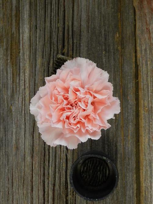 MIZUKI  PALE PINK CARNATIONS